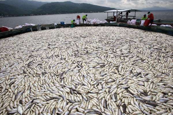 Over 87,482 metric tons of fish, fish preparations worth $185.088 mln exported in 06 months - Inside Financial Markets