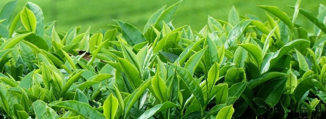Tea imports increase 22.17% in 7 months - Inside Financial Markets