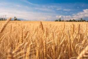 Govt plans to raise wheat support price - Inside Financial Markets